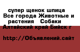 супер щенок шпица - Все города Животные и растения » Собаки   . Алтайский край,Бийск г.